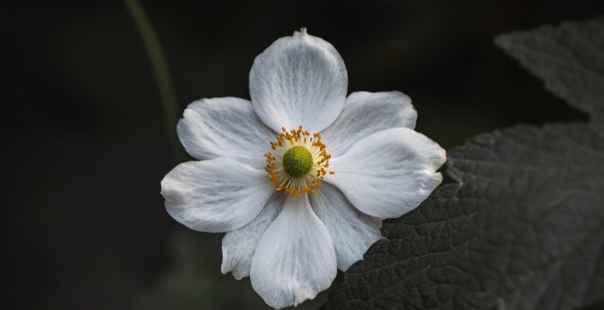 White bloom, small flower, close up wallpaper