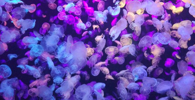 Colorful, jellyfishes, underwater wallpaper