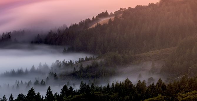 Mist, fog, tree, dawn, forest, nature wallpaper