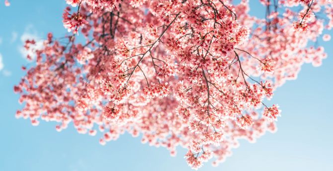 Blossom, tree branches, pink flowers wallpaper