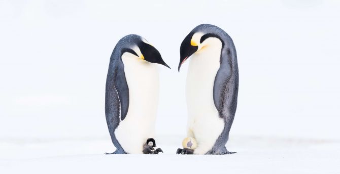 Penguins' family, animal wallpaper