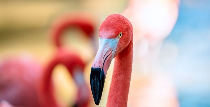 Flamingo, pink bird, muzzle, beak wallpaper