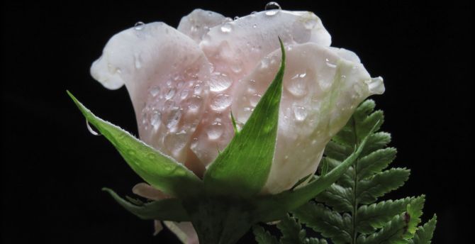 White rose, water drops, close up wallpaper