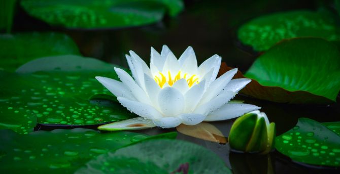 Bloom, white, water lily, leaf, lake, flower wallpaper