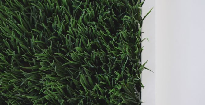 Grass, green, cube, indoor, close up wallpaper