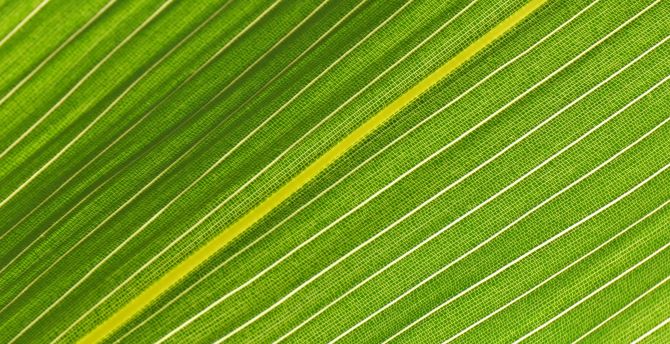 Veins of green leaf, close up wallpaper