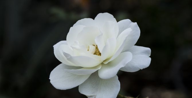 White flower, spring, close up wallpaper