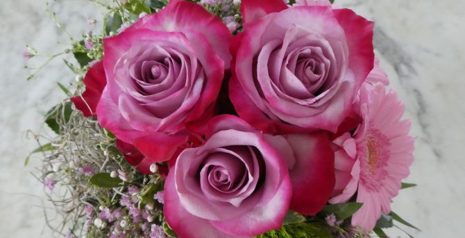 Pink rose, bouquet, flowers wallpaper
