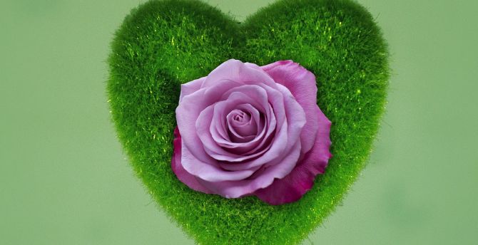 Heart, rose, grass wallpaper
