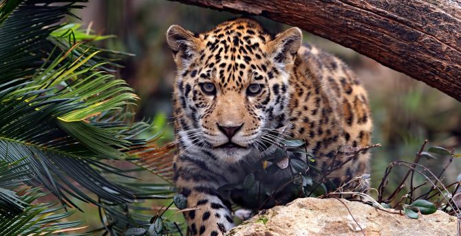 Wild and furious, predator, leopard wallpaper