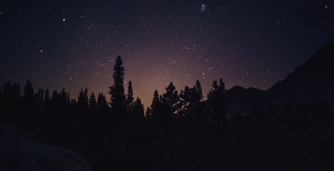 Starry sky in the forest, forest, stars, 1366x768, sky, HD wallpaper