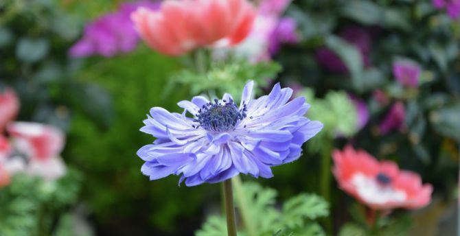 Blue anemone, meadow, flower wallpaper