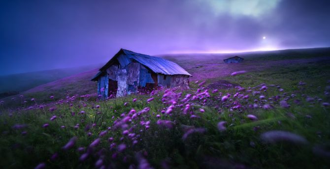 Abandoned Hut, landscape, spring, violet flowers, morning wallpaper