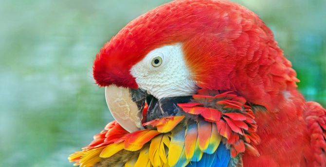 Close up, macaw, bird, muzzle wallpaper