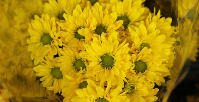 Yellow flowers, Gerbera, basket, bloom wallpaper