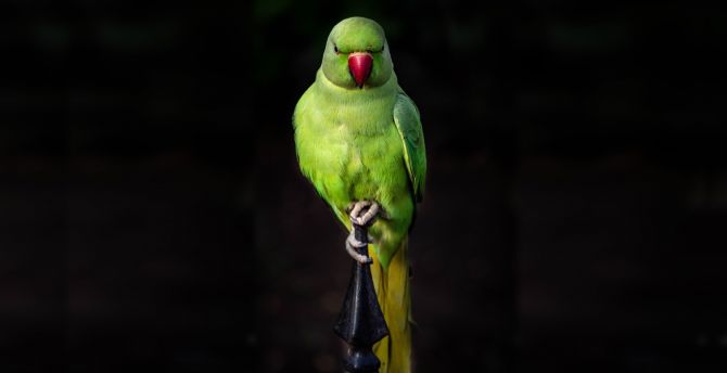 Parrot, green, bird, sit, portrait wallpaper