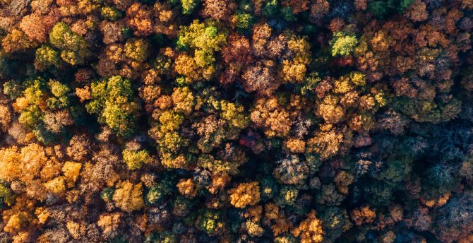 Fall, autumn, aerial view, trees, nature wallpaper