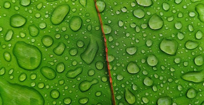 Droplets, green leaf wallpaper