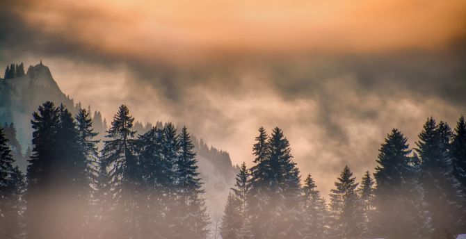Fog, tree, dawn, sunrise wallpaper