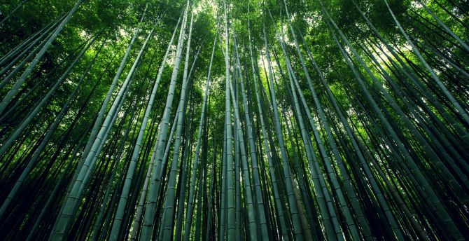 Bamboo tress, green, nature wallpaper