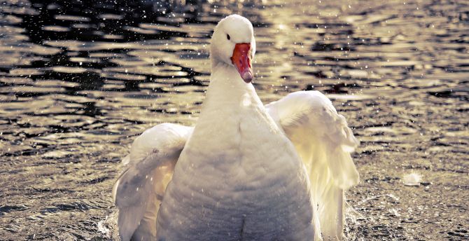 Goose, swim, white bird wallpaper