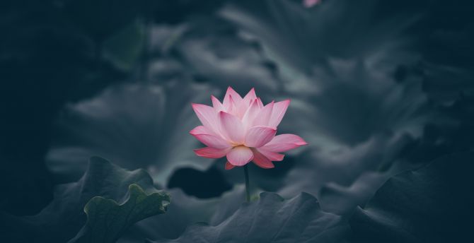 Pink lotus, flower, bloom wallpaper