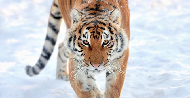 Tiger, walk, predator, wildlife wallpaper