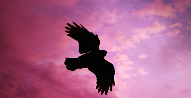Bird, flight, sunset, sky, silhouette wallpaper