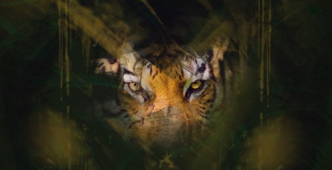 Tiger, stare, eyes, glance, predator wallpaper
