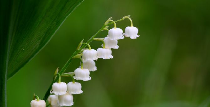 Wallpaper white flowers, flora, bellflowers desktop wallpaper, hd image ...