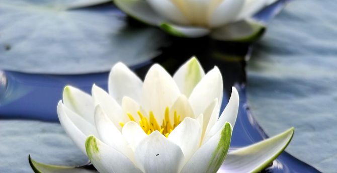 Flora, white flowers, close up, bloom, water lily wallpaper