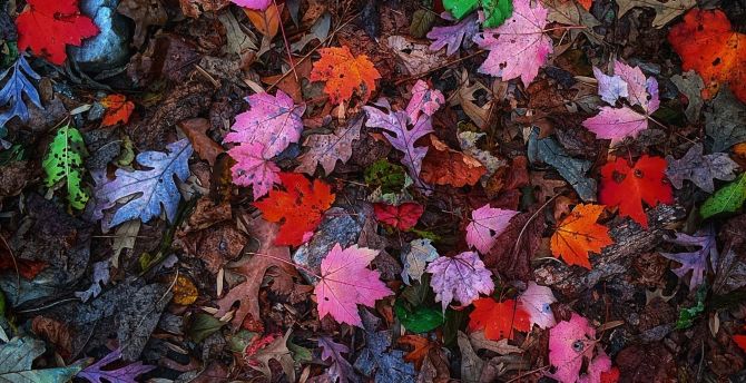 Leaves, colorful, autumn wallpaper