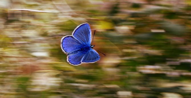 Butterfly, blue, insect, blur wallpaper