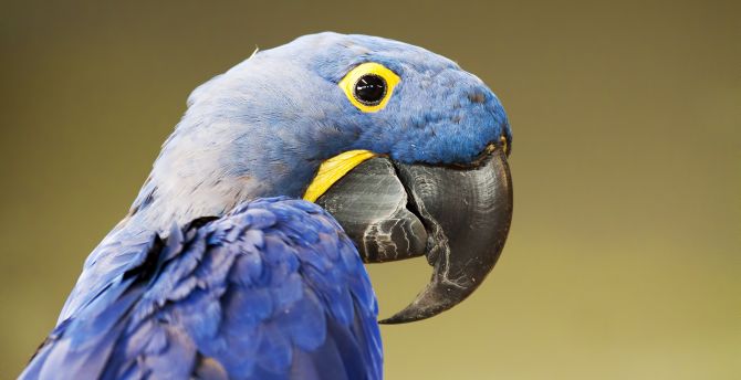 Blue Parrot, close up wallpaper