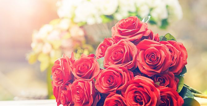 Roses, red, fresh, bouquet wallpaper