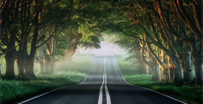 Forest, road through trees, woods, nature wallpaper