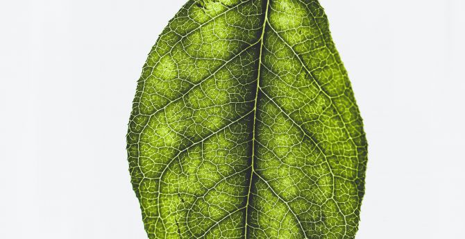 Minimal, green leaf wallpaper