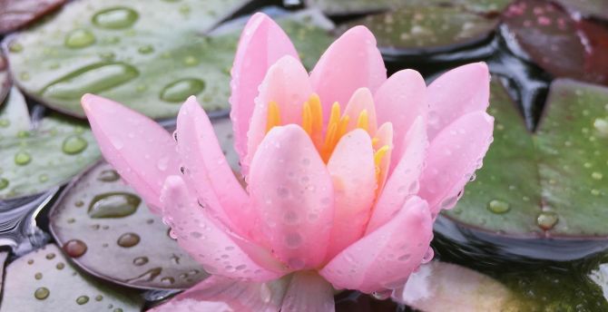 Water drops, lake, lotus, pink flower wallpaper
