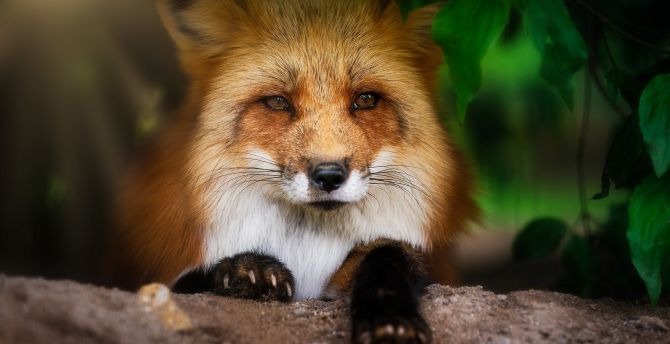 Fox, muzzle, cute, animal wallpaper