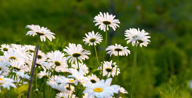 Garden, white daisy, plants and flowers, spring wallpaper