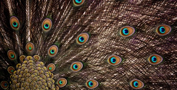 Wallpaper peacock, feathers, dance, plumage desktop wallpaper, hd image,  picture, background, b189f9 | wallpapersmug