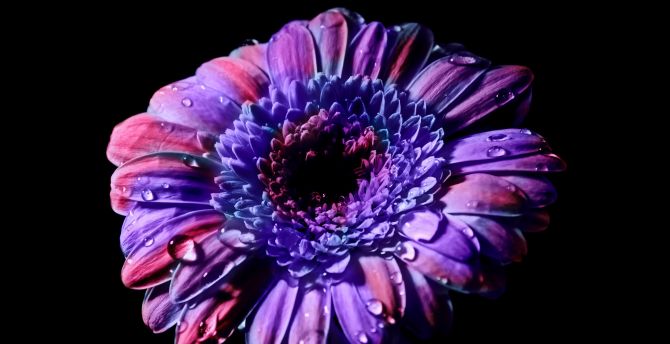 Gerbera, Daisy flower, close up, purple flower wallpaper