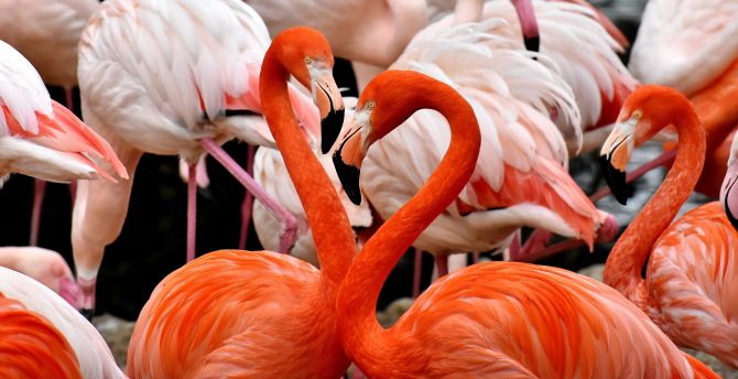 Flamingo, birds wallpaper