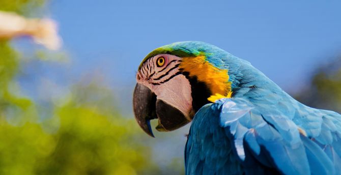 Parrot, macaw, muzzle wallpaper