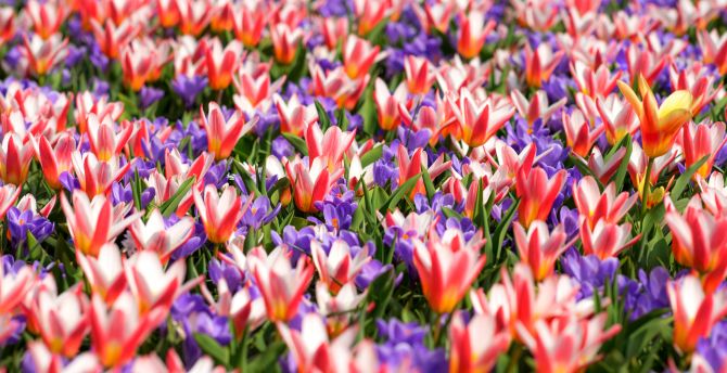 Garden flowers, tulips, bloom wallpaper