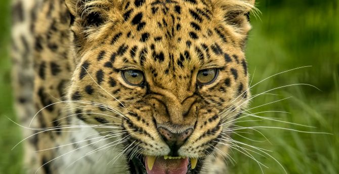 Roar, angry predator, leopard, muzzle wallpaper