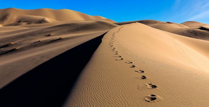 Desert, camel's footprint, sand wallpaper