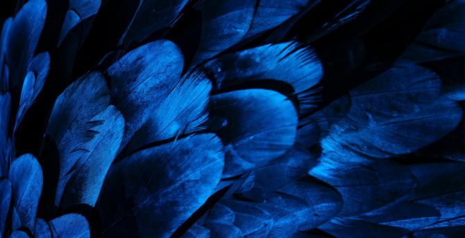 Feathers, bird wing, blue feathers, close up wallpaper