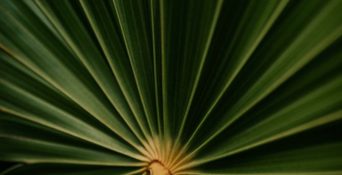 Close up, big plant's leaf wallpaper