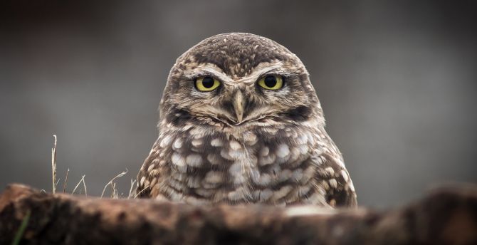 Owl bird, gaze, predator wallpaper